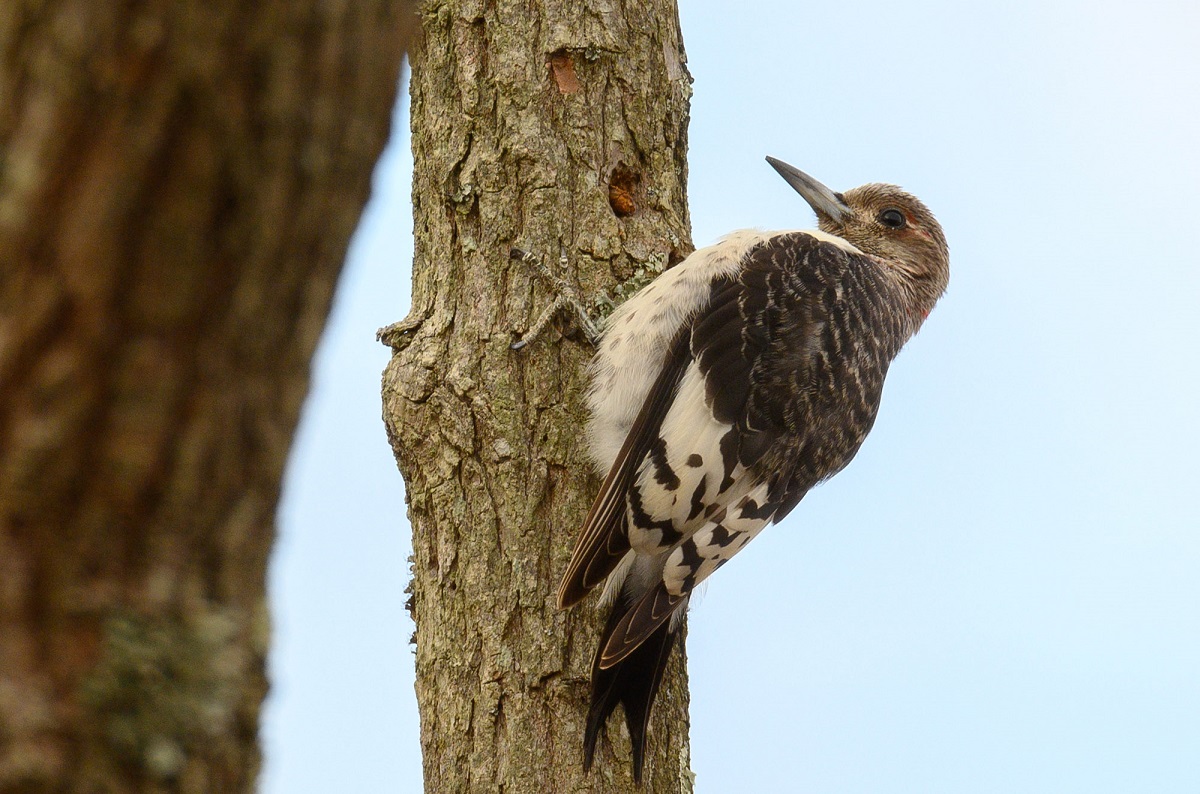 Juvenile Red-headed woodpecker