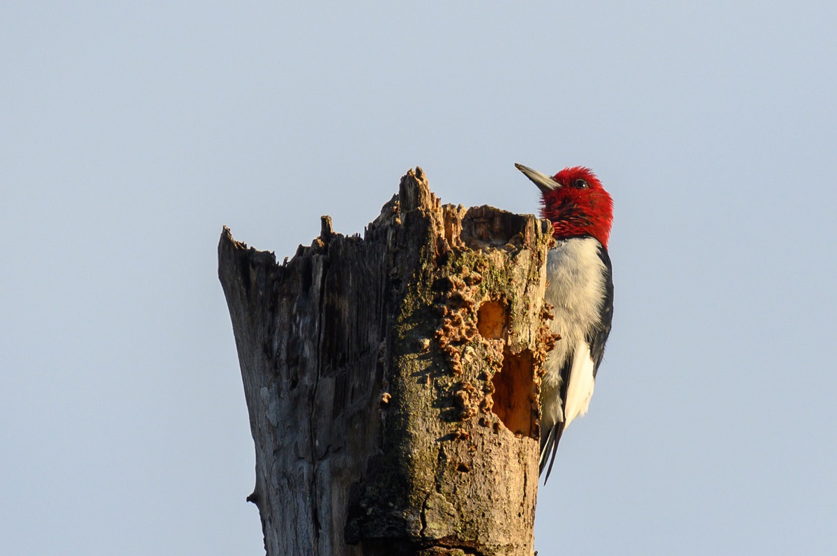 Red-headed woodpecker