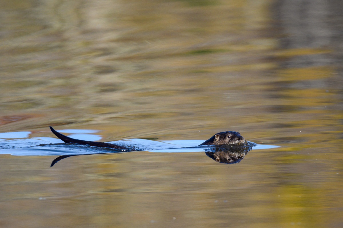 River otter