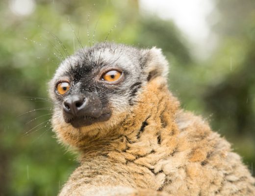 a close-up shot of a brown lemur in madagascar