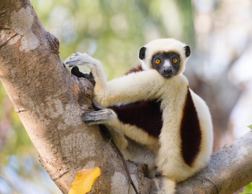a coquerel's sifaka poses perfectly in a tree in anjajavy