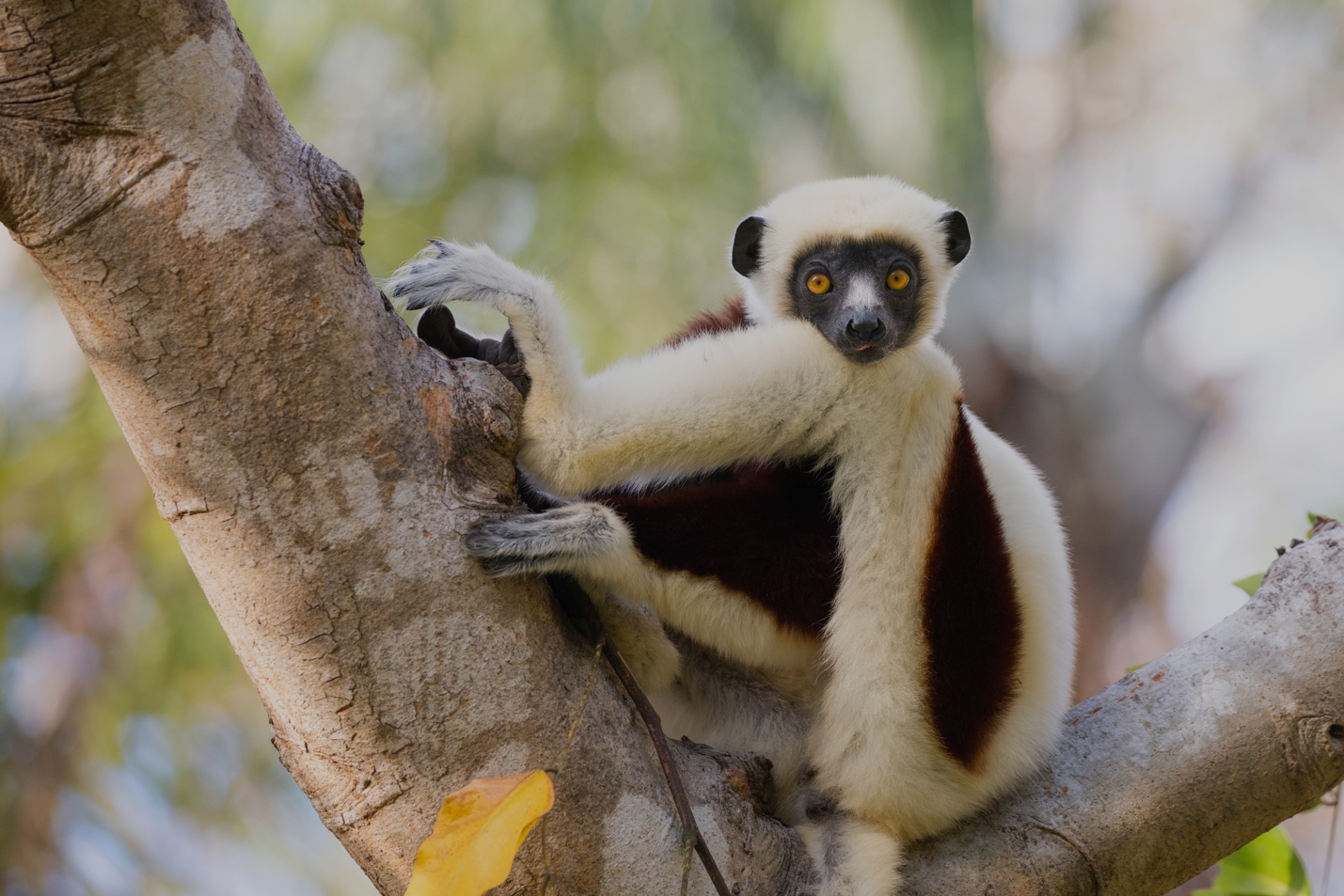 a sifaka in a tree