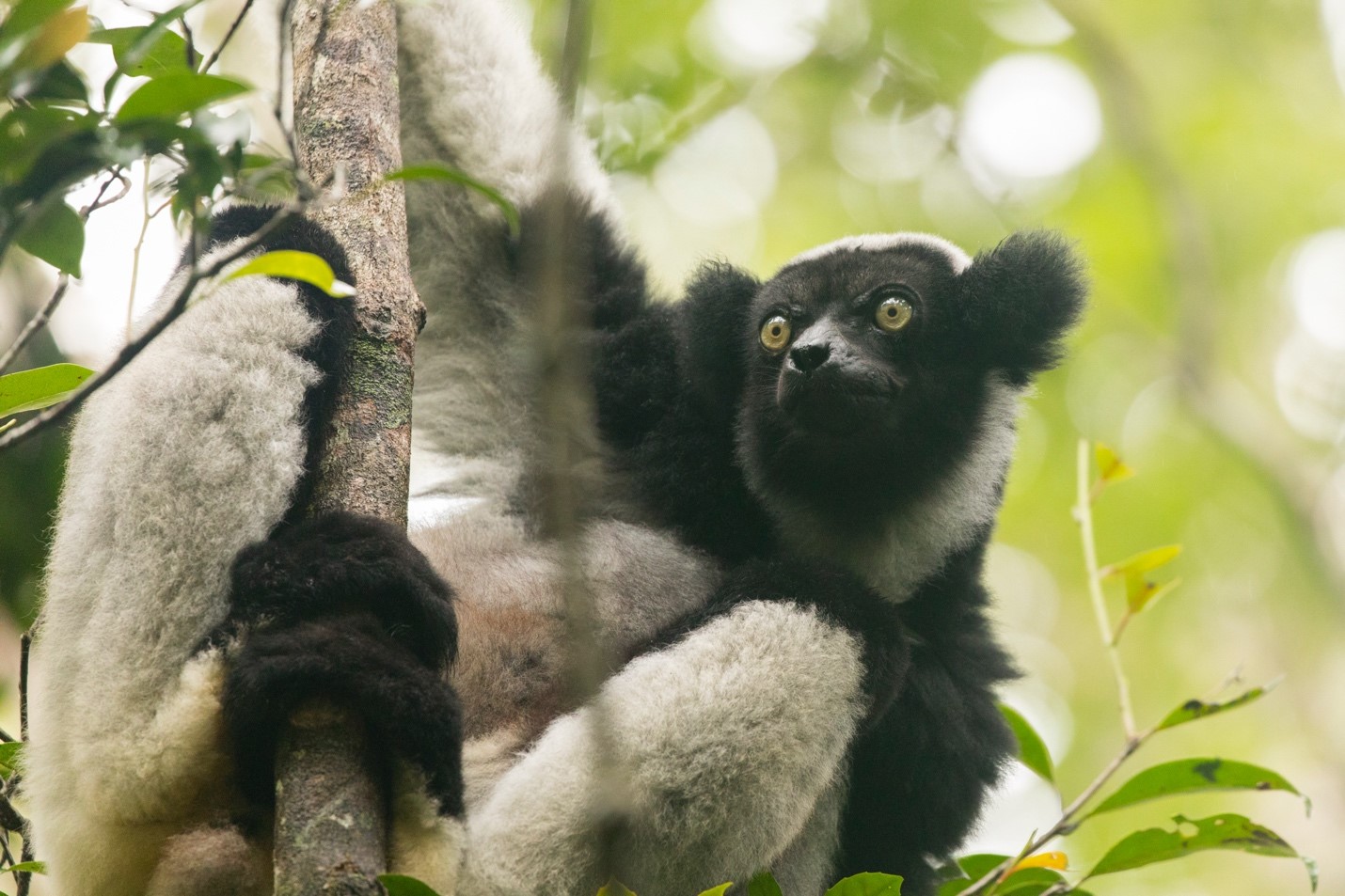 a large indri lemur sits in a tree in andasibe