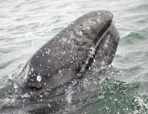 a young gray whale comes for a look at the surface in baja