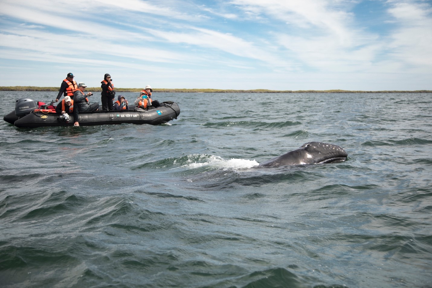 a young gray whale comes to the surface near a group of ecotourists