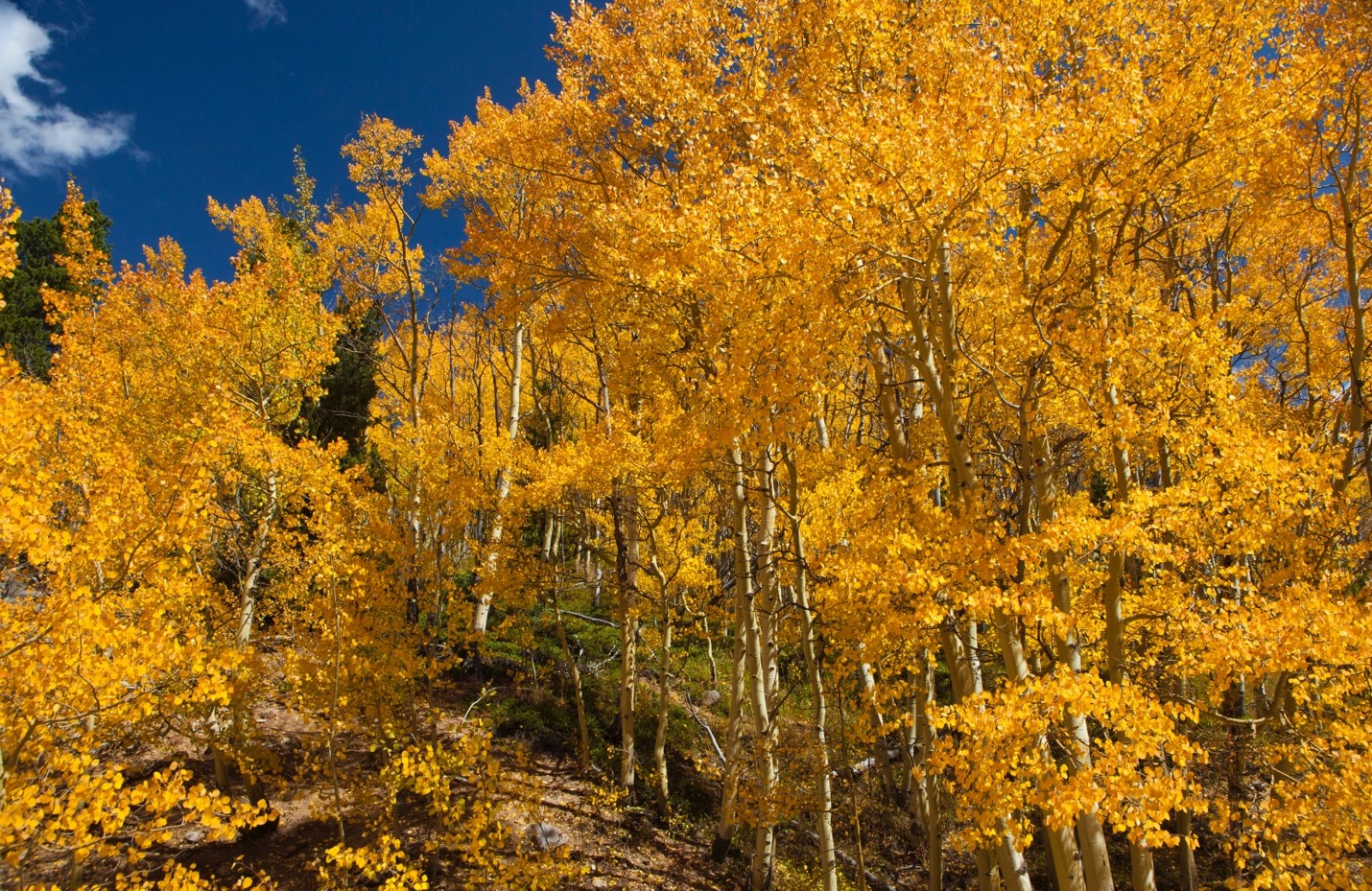 brilliant yellows of aspen leaves in fall in colorado