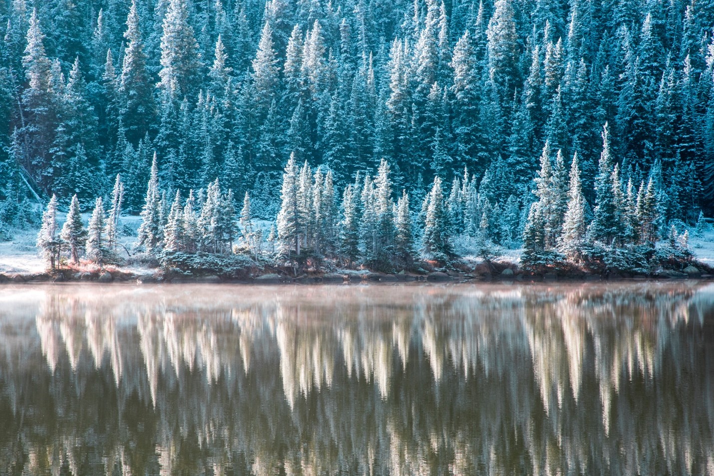 the colors of trees in the right light makes for a beautiful late fall winter scene