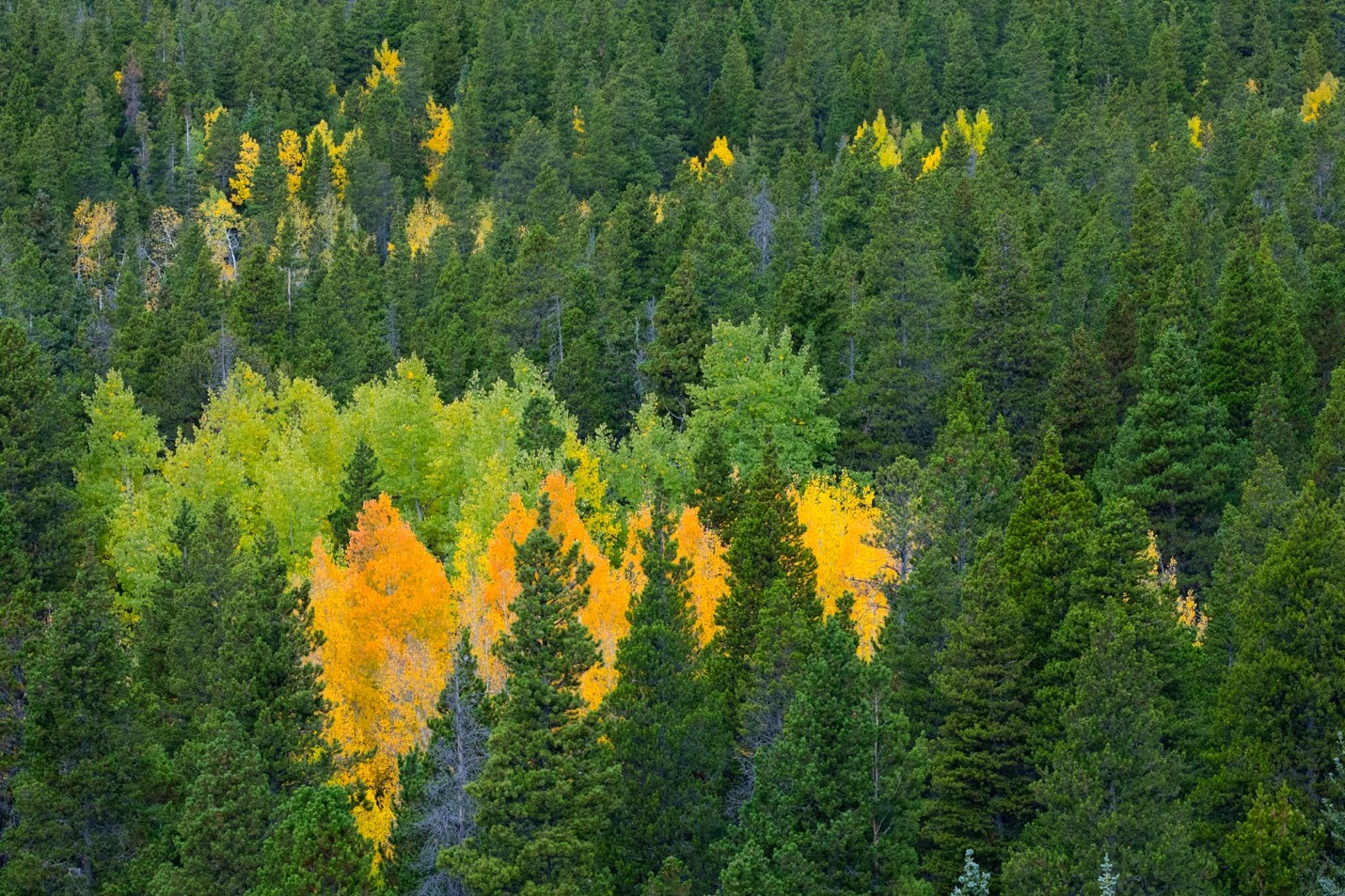 aspen trees change color in a gradient