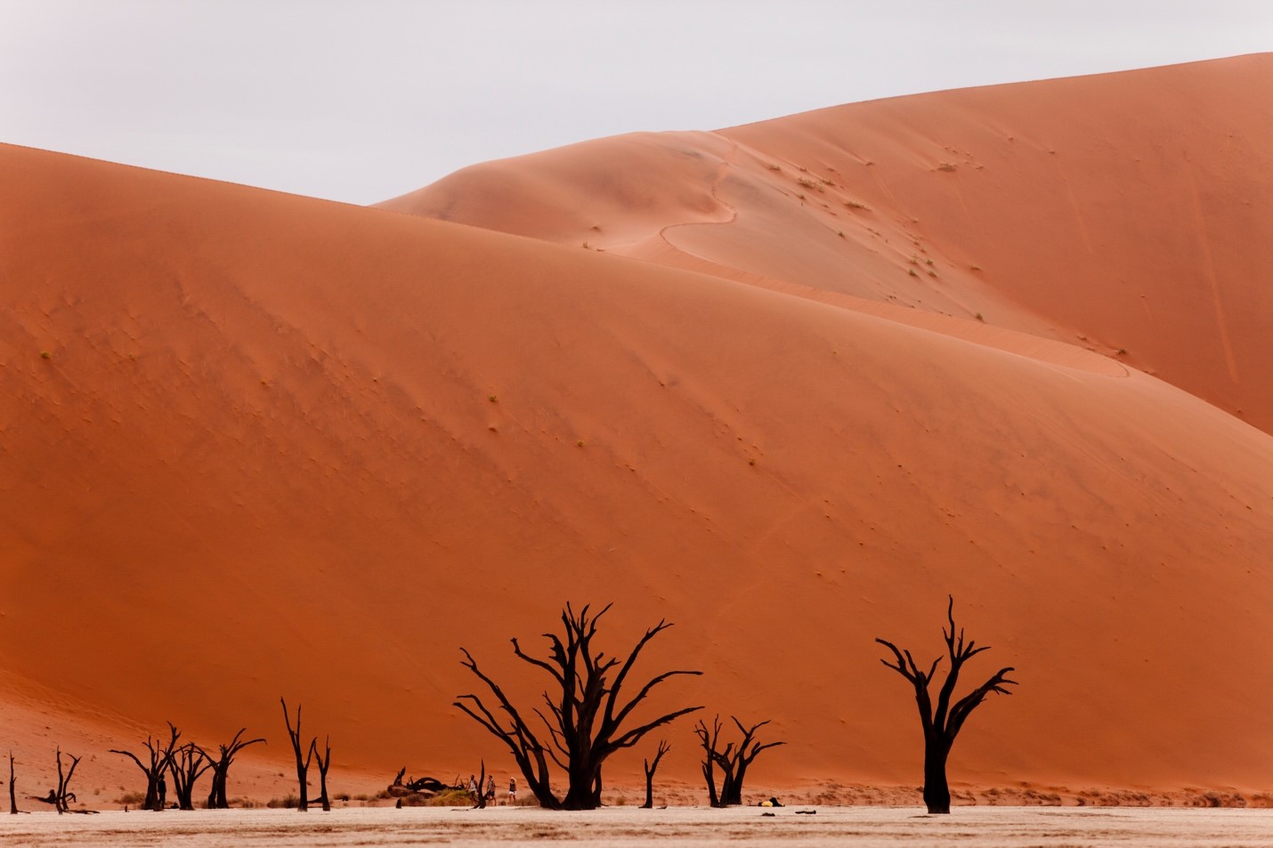 the dunes of sossusvlei tower over trees