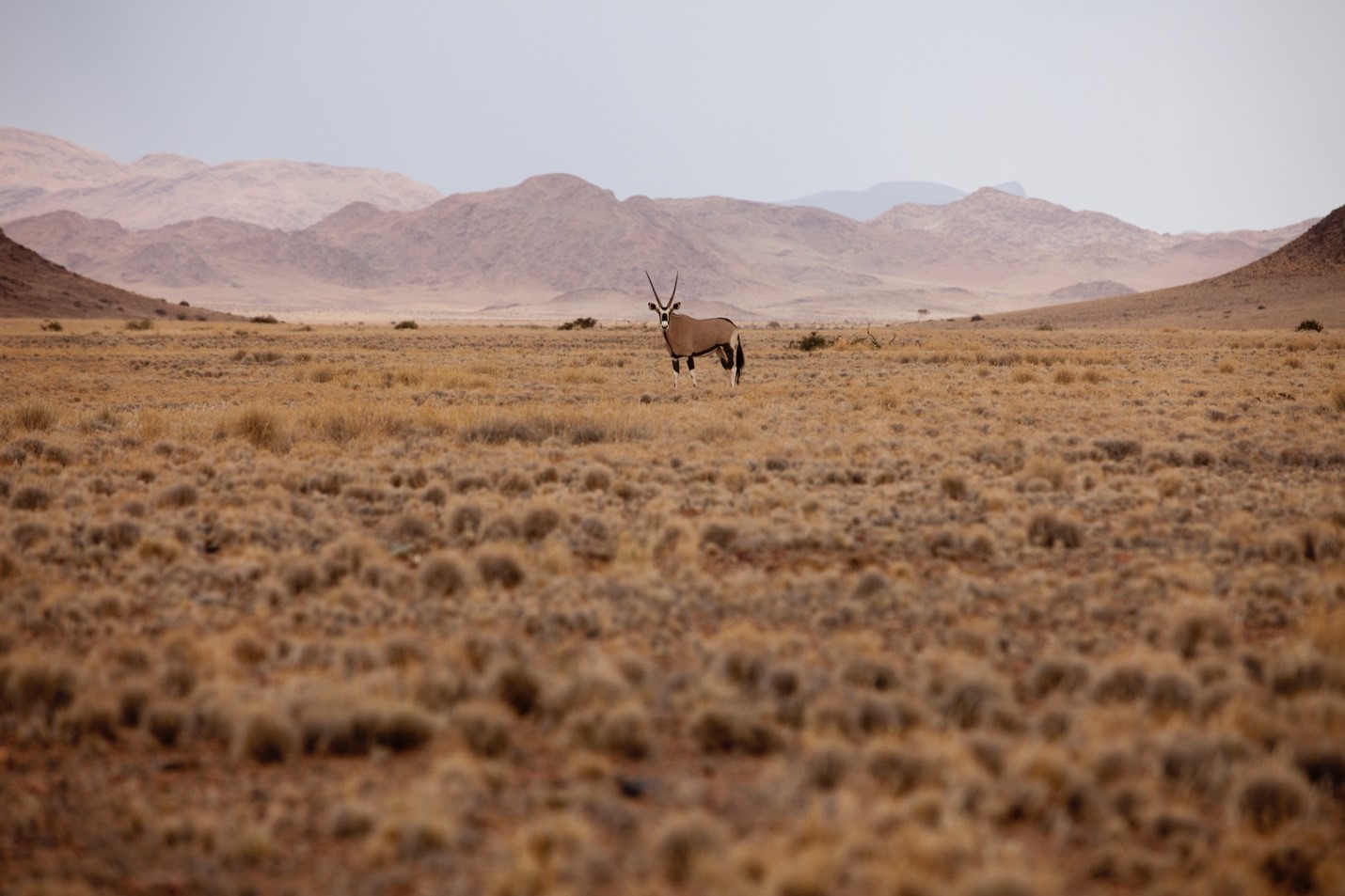 a lone gemsbok stand in namibia