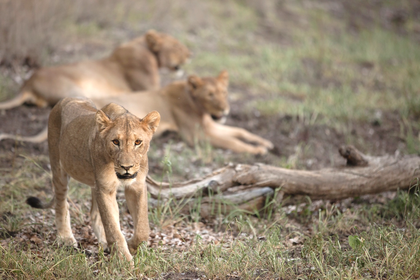 three lions found in etosha national park