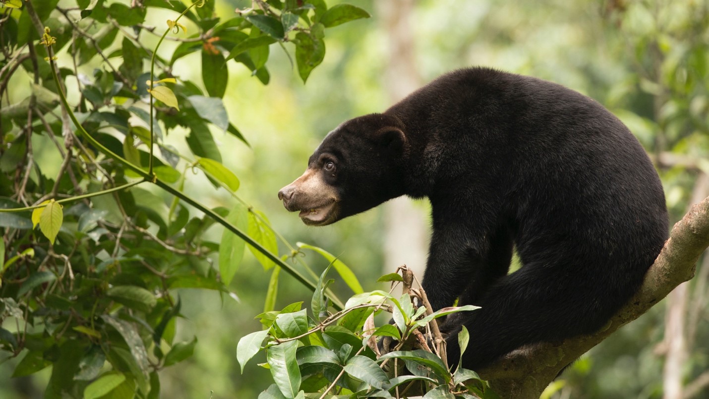 a cute bornean sun bear gives us a profile view