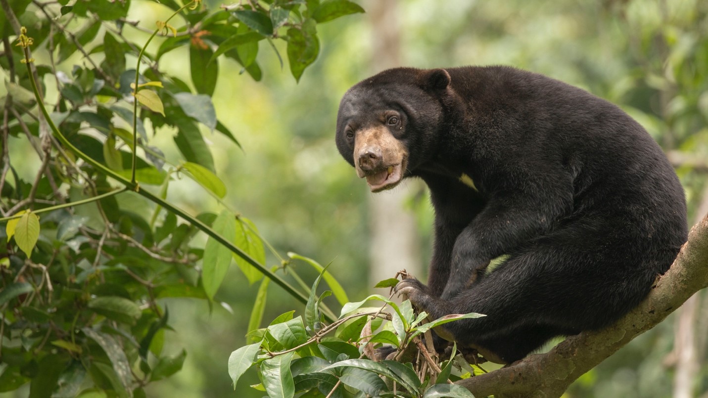 a cute bornean sun bear looks at the camera as it plays