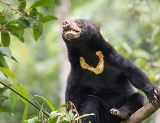 a cute bornean sun bear poses perfectly to see the iconic sun mark on its chest