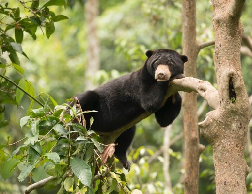 a cute bornean sun bear rests on a tree in sepilok borneo