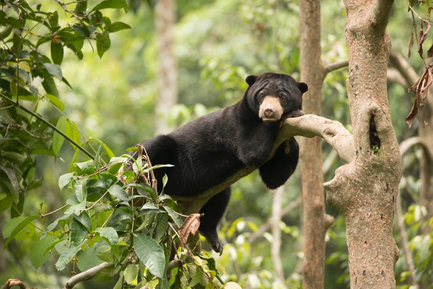 a cute bornean sun bear rests on a tree in sepilok borneo