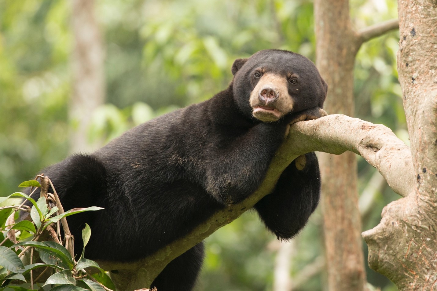 a cute bornean sun bear enjoys the afternoon high in a tree