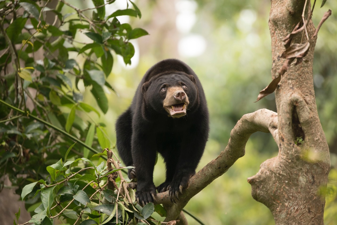 a cute bornean sun bear balances on a branch