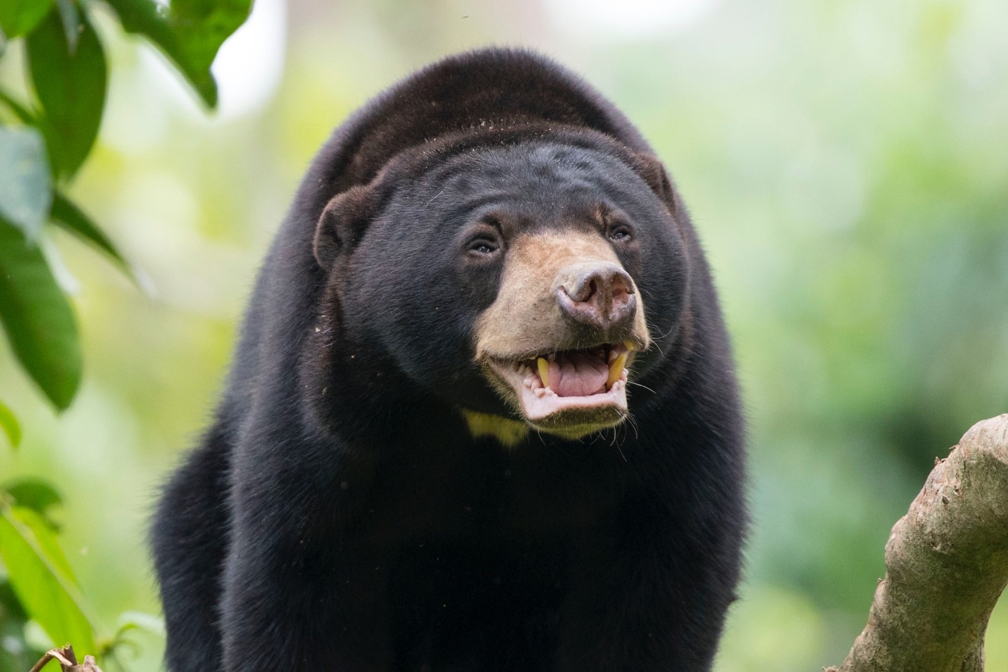a cute bornean sun bear gets close to the camera and puts on a smile