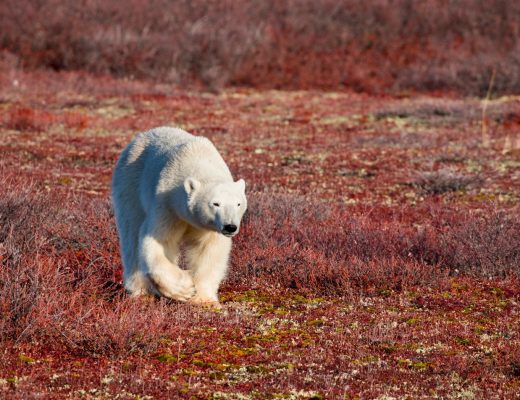 a young polar bear walks across the red tundra