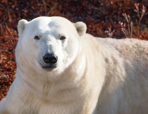 a portrait style shot of a polar bear in churchill manitoba