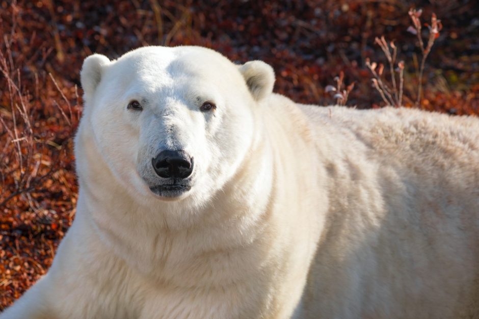 a portrait style shot of a polar bear in churchill manitoba