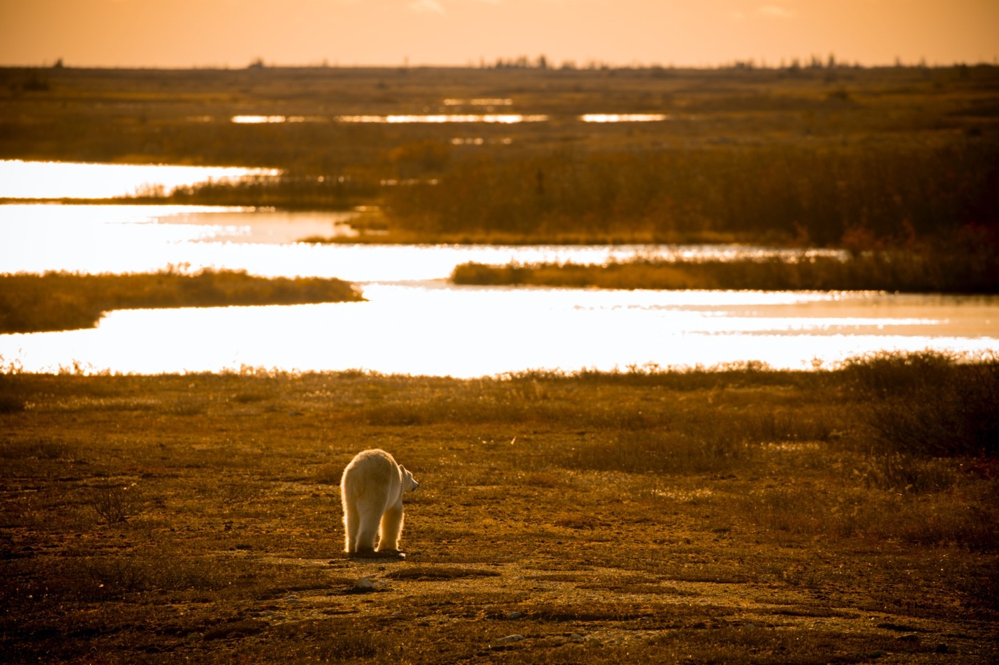 a sun rises and provides golden light to a walking polar bear