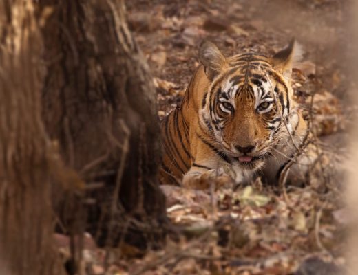 a lone tiger rests peacefully in the leaf litter in india