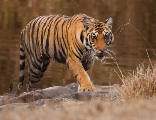 a large tiger walks slowly out of a pond