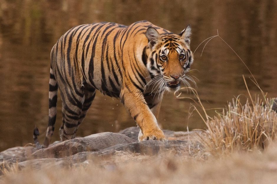 a large tiger walks slowly out of a pond
