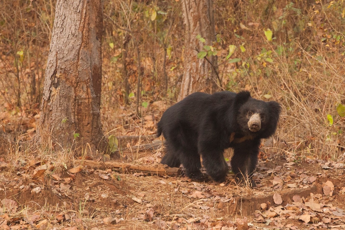 a sloth bear looks from a distance