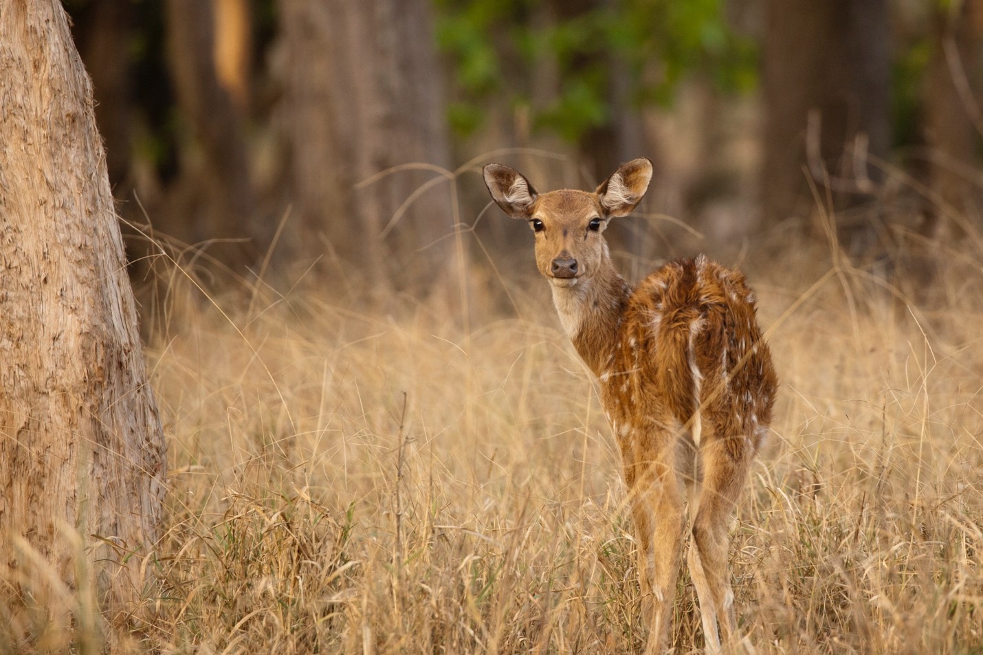 a spotted deer turns its head toward the camera