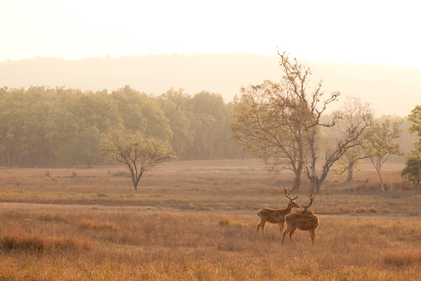 two male deer look picturesque in the landscape of kanha national park, india