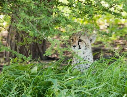 a small cheetah cub peers through the vegetation of the kalahari