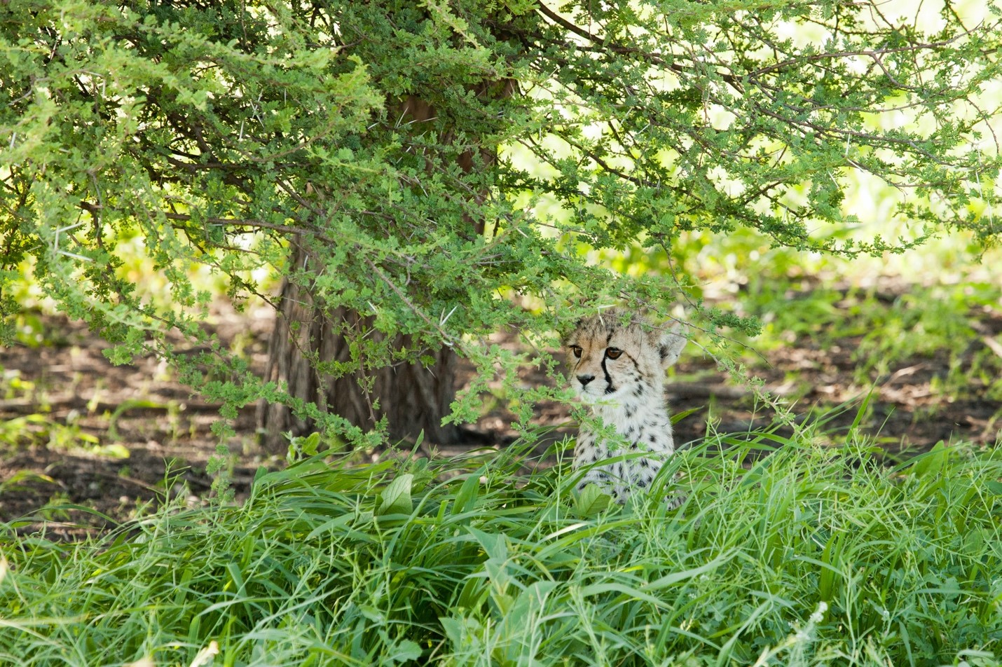 a baby cheetah is in the grasses of the kalahari