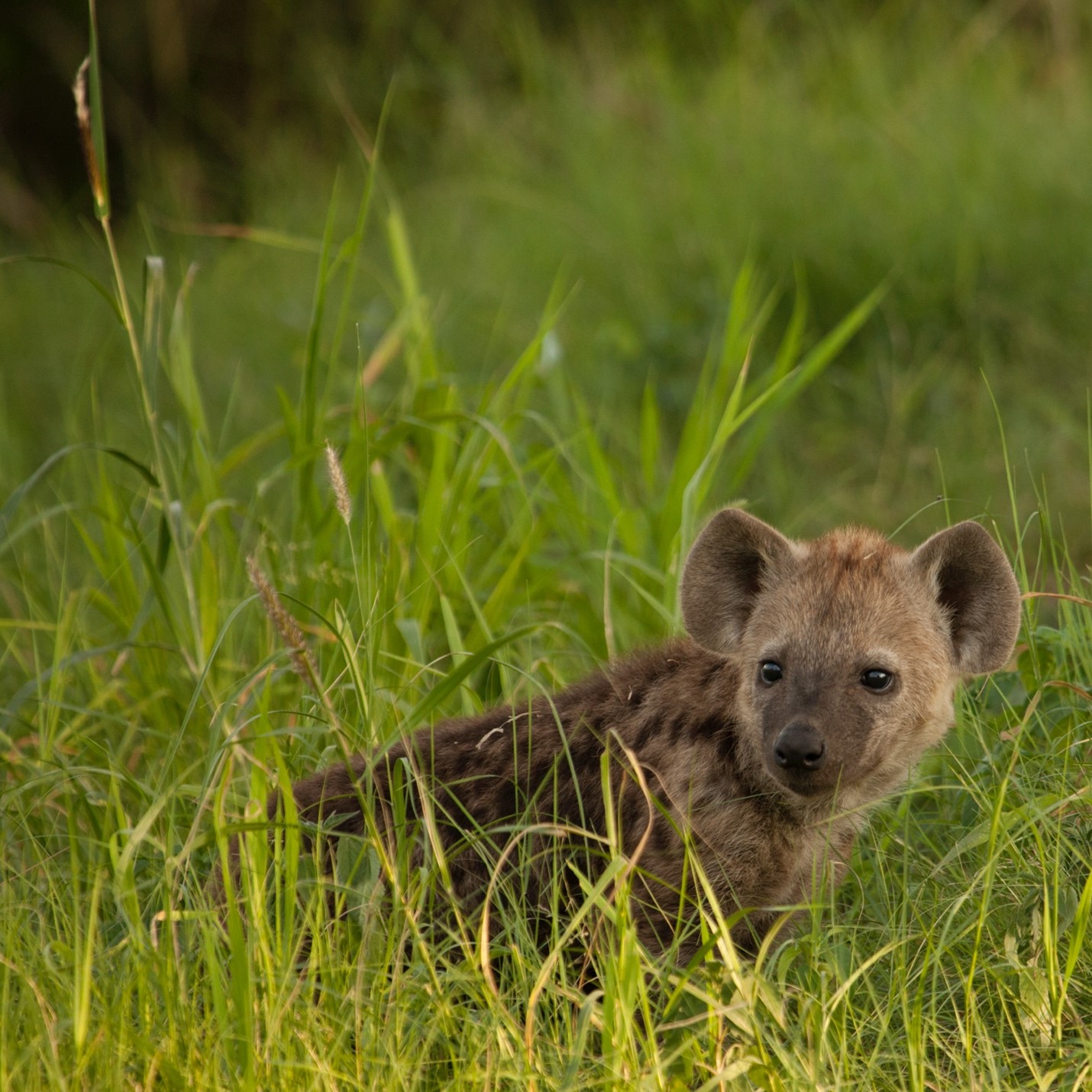 a baby hyena poses in the grass in botswana's okavango delta