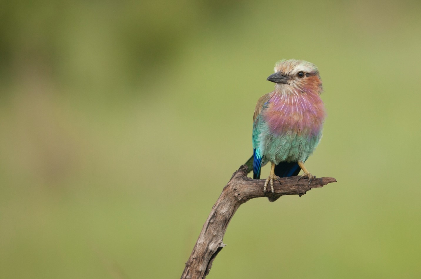 a colorful lilac-breasted roller perches on a branch