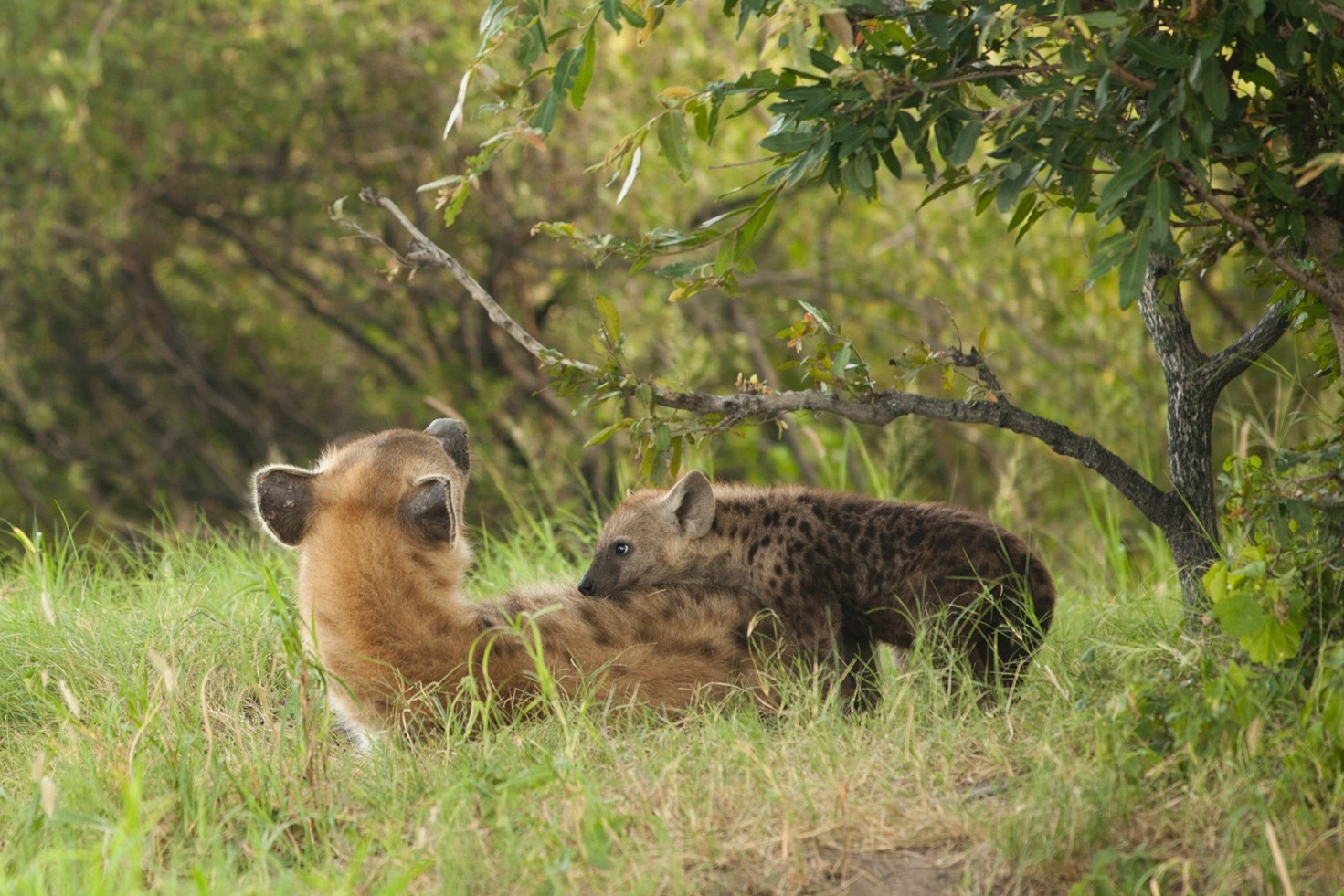 a young hyena plays with its mother in botswana
