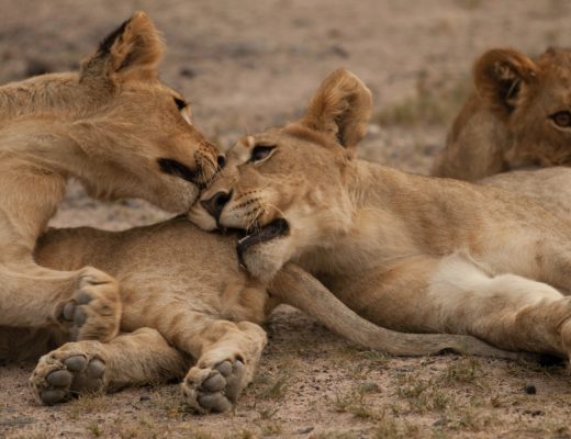 a group of small tiger cubs play in namibia