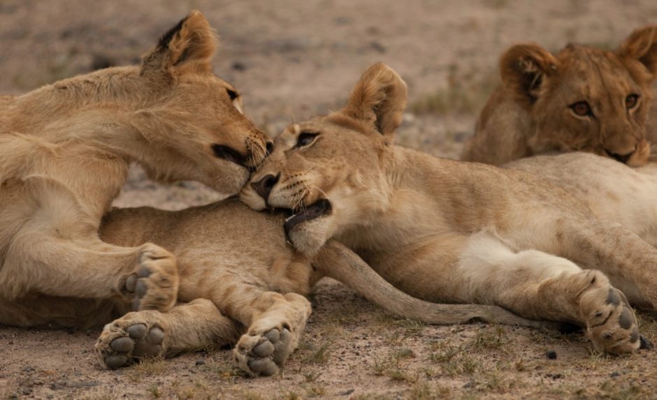 a group of small tiger cubs play in namibia