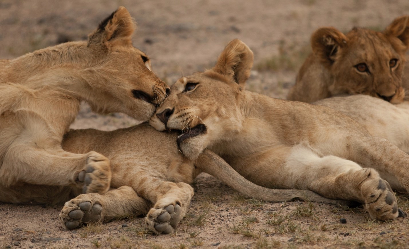 a group of small tiger cubs play in namibia