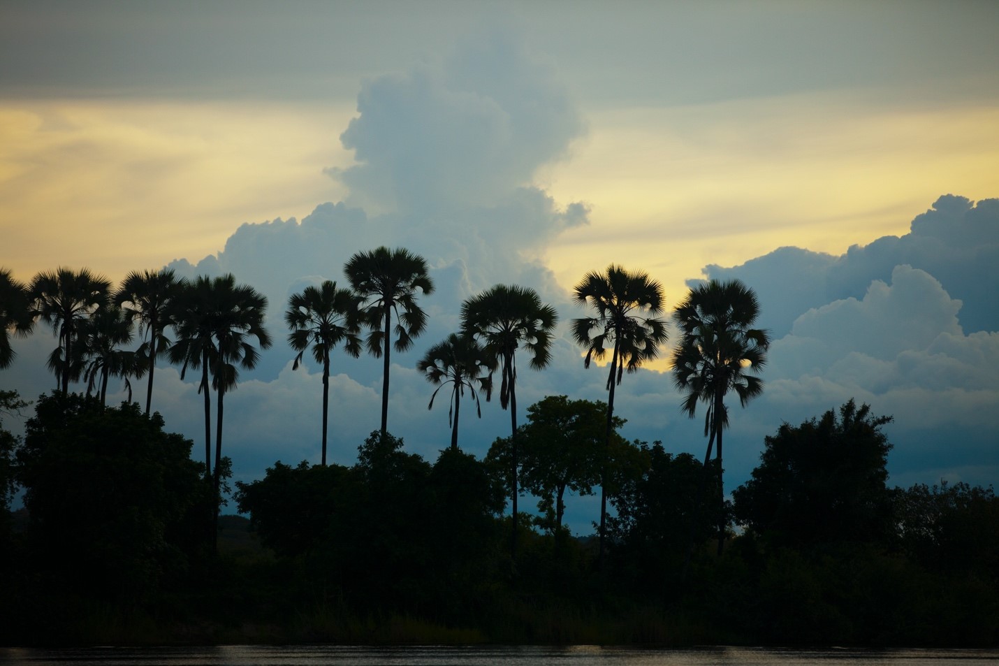palm trees dot the landscape of the zambezi river