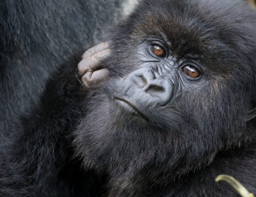 a close up photo of a gorilla in rwanda