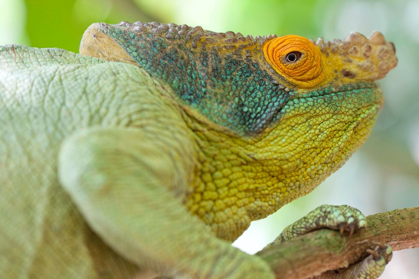 a large chameleon perches on a branch in madagascar