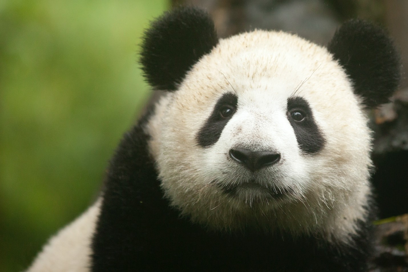 a panda's face fills the frame