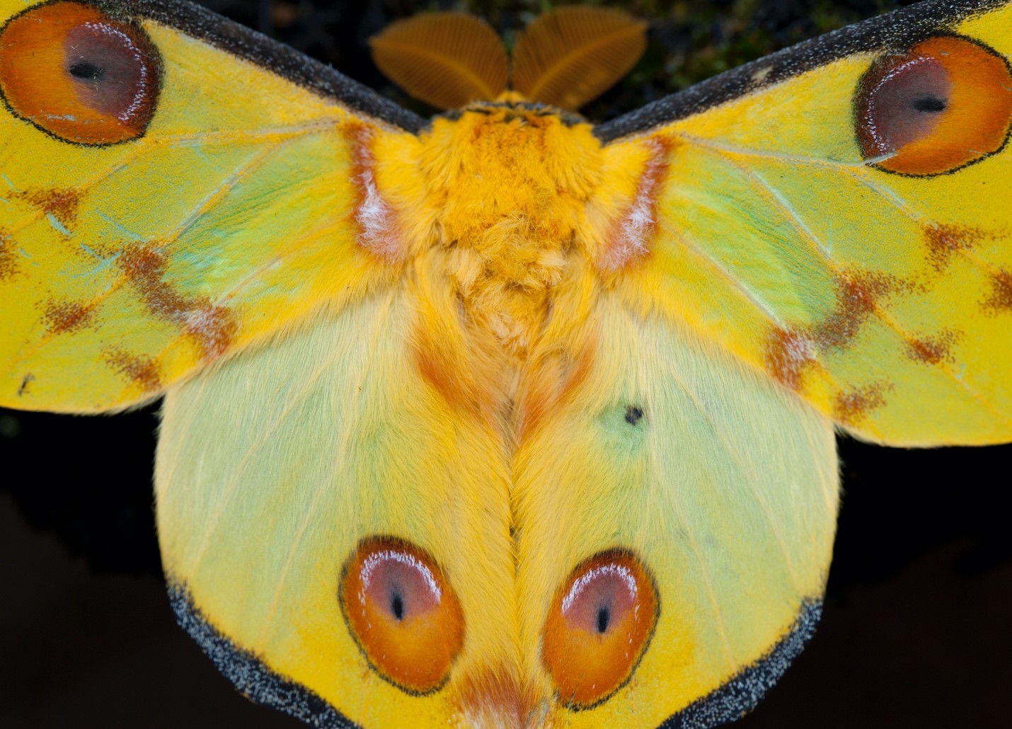 a comet moth in madagascar taken with a macro lens