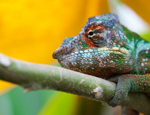 an eye-popping photo of a chameleon in Madagascar