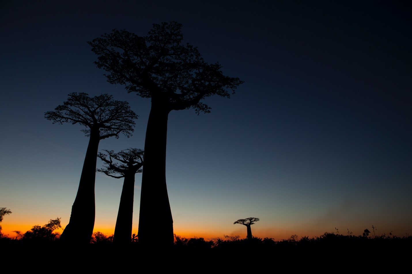 the cool blue of post-sunset silhouettes the baobabs of madagascar