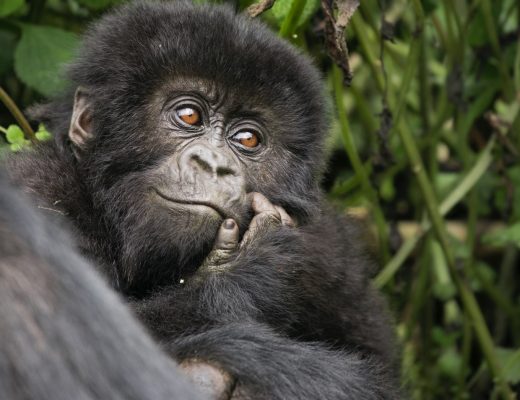 a small gorilla looks off into the distance