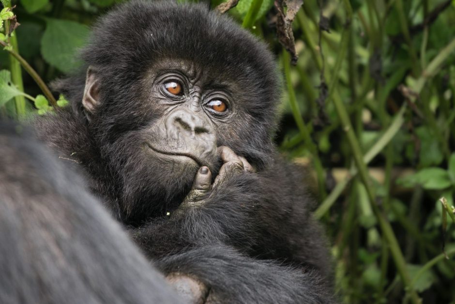 a small gorilla looks off into the distance